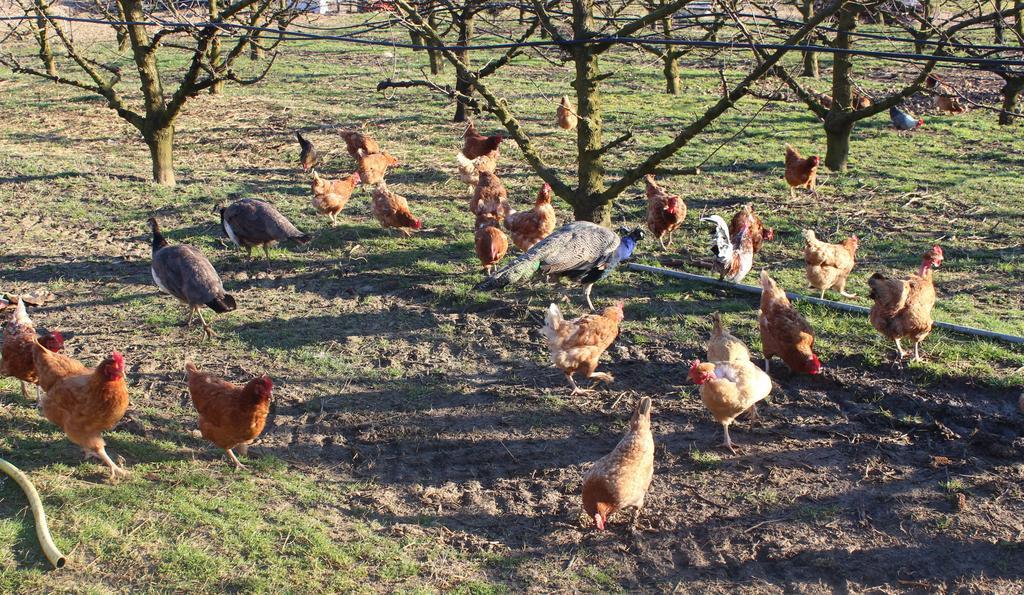 مبيت وإفطار تشيزينا Agriturismo Perugini المظهر الخارجي الصورة